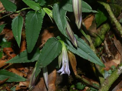Tripterospermum lanceolatum, photographed by Jacy Chen