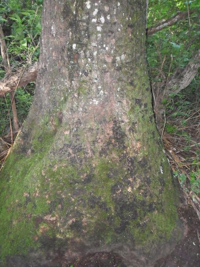Beaucarnea recurvata, photographed by Tereso Hernández Morales