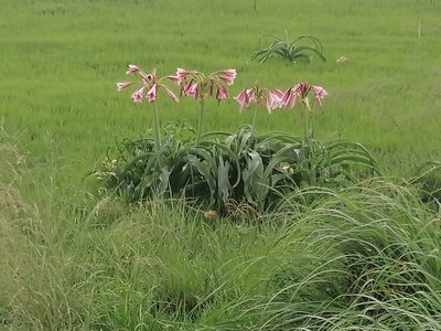 Crinum bulbispermum, photographed by Andrew Hankey