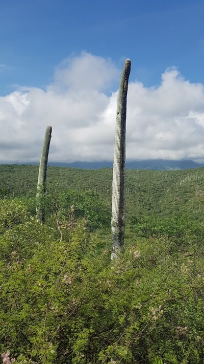 Cephalocereus columna-trajani, photographed by Martín Sánchez Vilchis