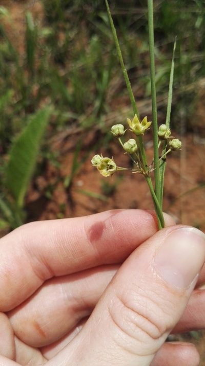 Sisyranthus huttoniae, photographed by Marianne Le Roux