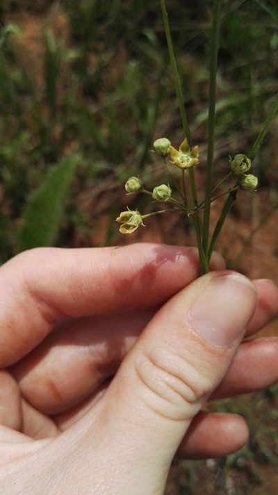 Sisyranthus huttoniae, photographed by Marianne Le Roux