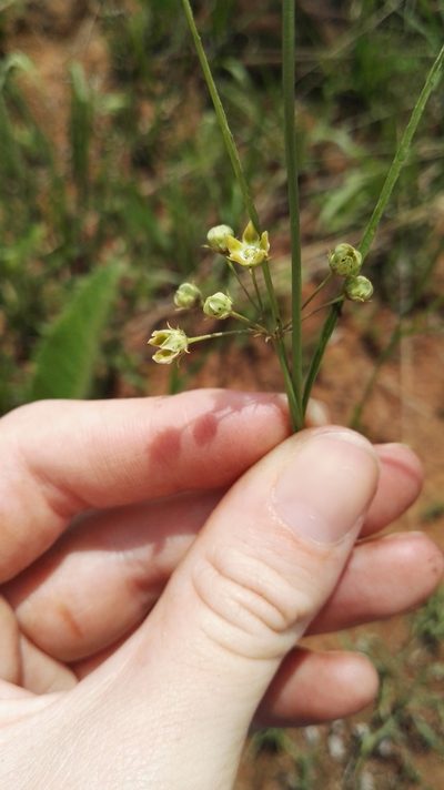 Sisyranthus huttoniae, photographed by Marianne Le Roux