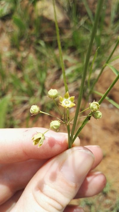 Sisyranthus huttoniae, photographed by Marianne Le Roux