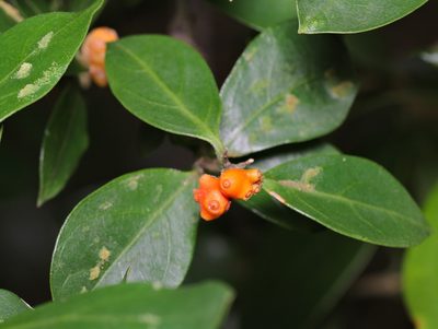 Gynochthodes parvifolia, photographed by portioid