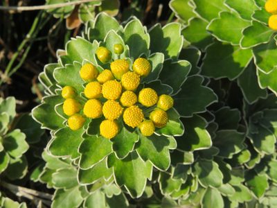 Ajania pacifica, photographed by Marco Mussita