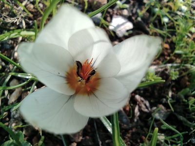 Crocus hyemalis, photographed by Aryeh