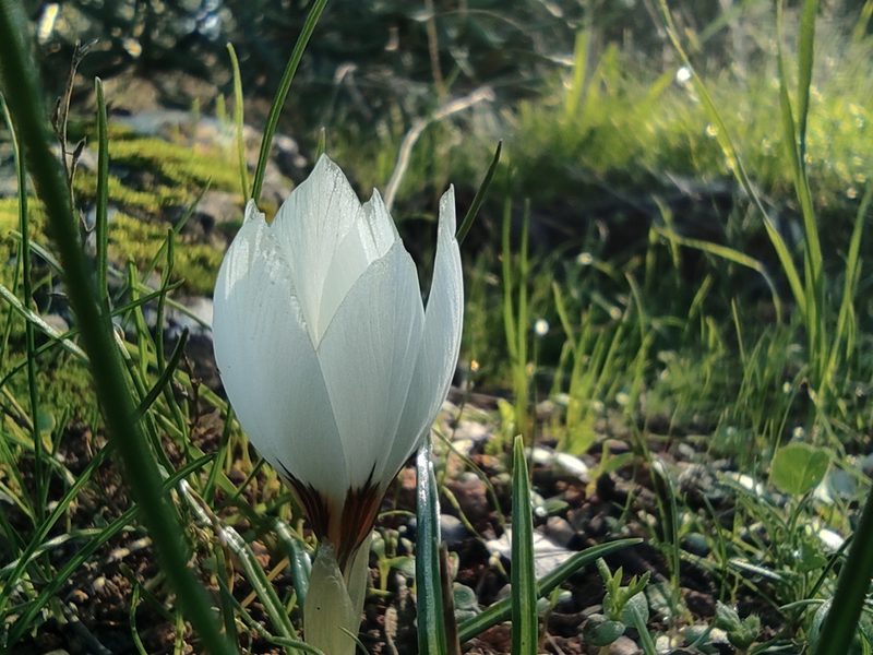 Crocus hyemalis, photographed by Aryeh