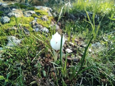 Crocus hyemalis, photographed by Aryeh
