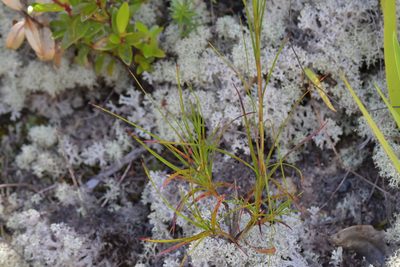 Dracophyllum sinclairii, photographed by Christopher Stephens