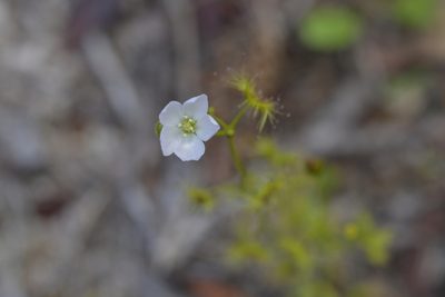 Drosera gunniana, photographed by Christopher Stephens