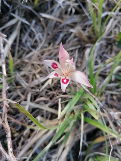 Gladiolus angustus, photographed by flamelily