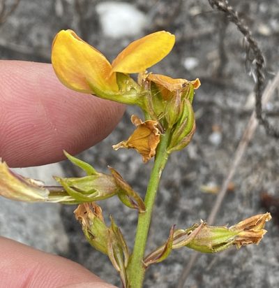 Lebeckia grandiflora, photographed by Dave U
