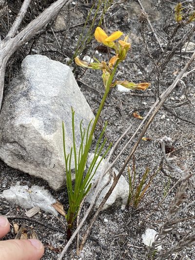 Lebeckia grandiflora, photographed by Dave U