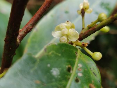 Litsea udayanii, photographed by T R Shankar Raman