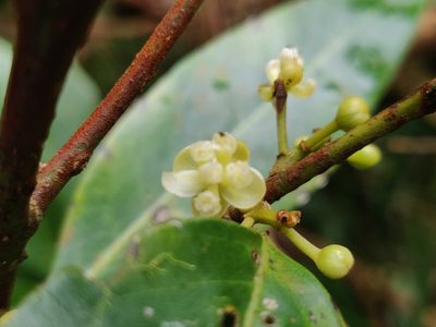 Litsea udayanii, photographed by T R Shankar Raman