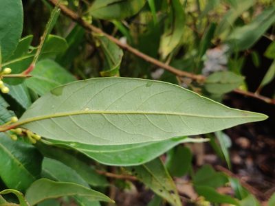 Litsea udayanii, photographed by T R Shankar Raman