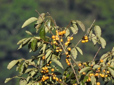Diospyros japonica, photographed by Jacy Chen