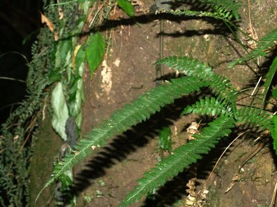 Polystichum hancockii, photographed by Jacy Chen