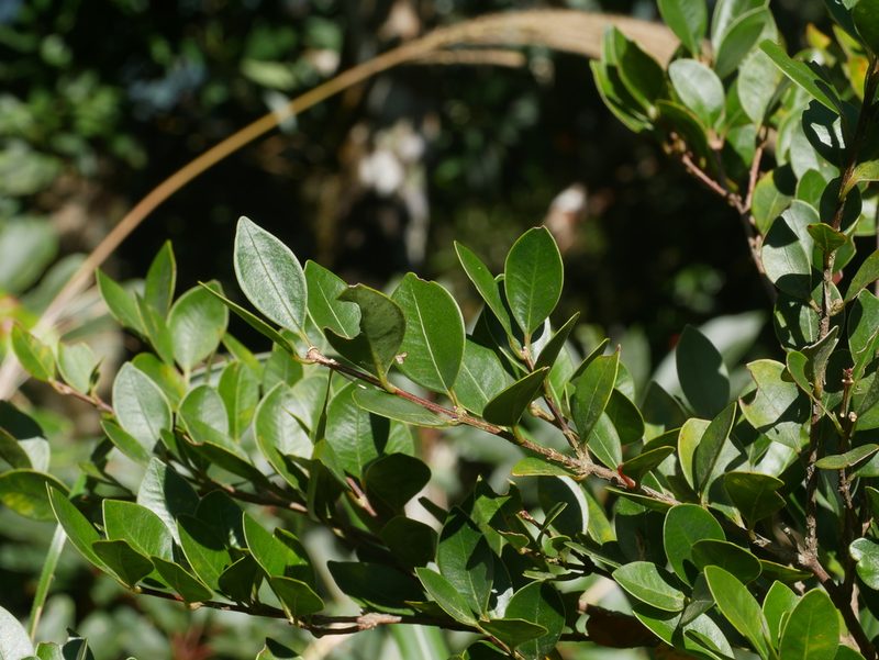 Syzygium elliptifolium, photographed by Jacy Chen