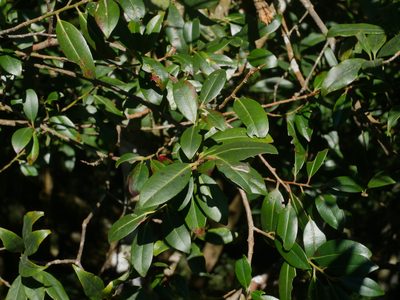 Cleyera japonica, photographed by Jacy Chen