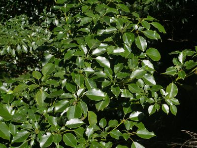 Trochodendron aralioides, photographed by Jacy Chen