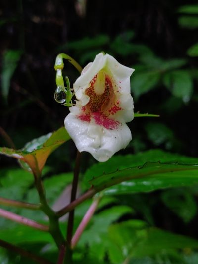 Impatiens disotis, photographed by T R Shankar Raman