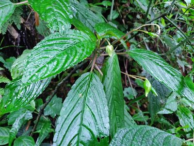 Impatiens disotis, photographed by T R Shankar Raman