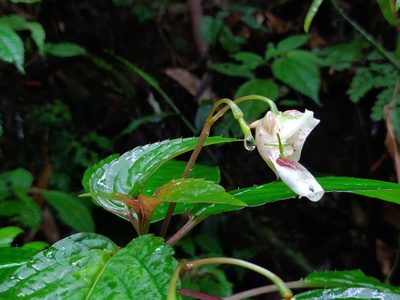 Impatiens disotis, photographed by T R Shankar Raman