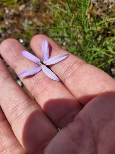 Lithotoma axillaris, photographed by Tim