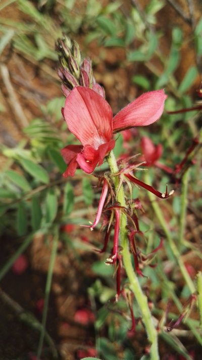 Indigofera sanguinea, photographed by Marianne Le Roux