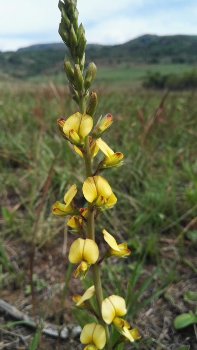 Argyrolobium robustum, photographed by Marianne Le Roux