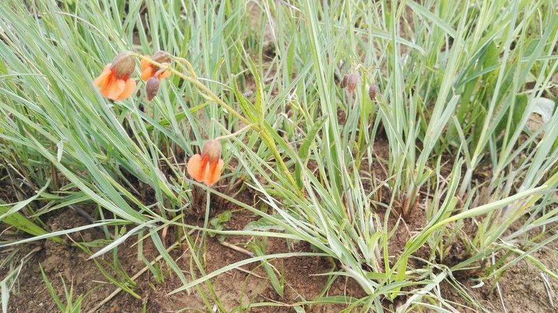 Hermannia cristata, photographed by Marianne Le Roux