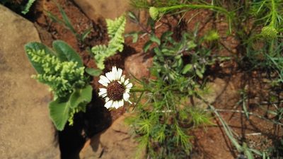 Callilepis laureola, photographed by Marianne Le Roux