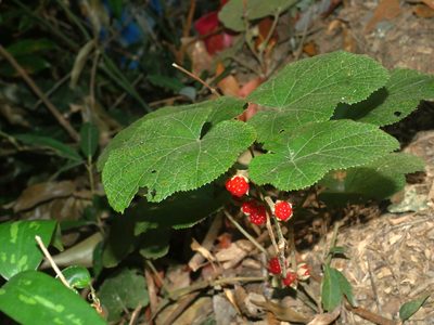 Rubus buergeri, photographed by Jacy Chen