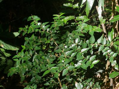Damnacanthus indicus, photographed by Jacy Chen