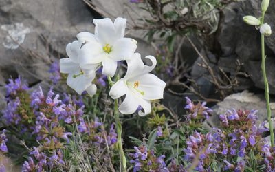 Lilium candidum, photographed by Julia Moning