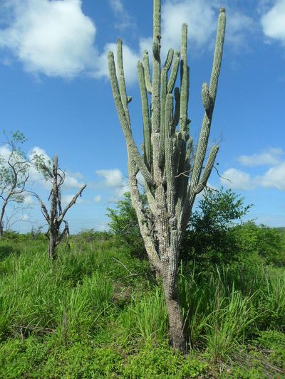 Cephalocereus scoparius, photographed by Tereso Hernández Morales