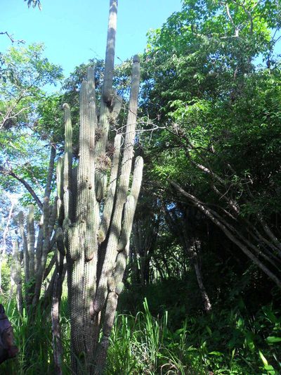 Cephalocereus scoparius, photographed by Tereso Hernández Morales