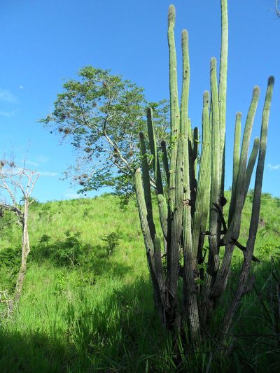 Cephalocereus scoparius, photographed by Tereso Hernández Morales