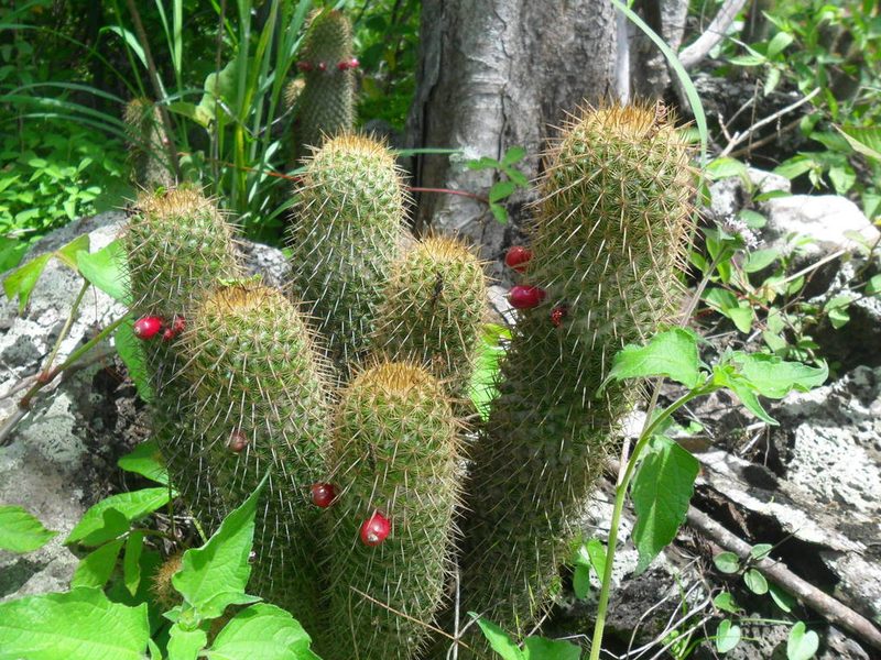 Mammillaria eriacantha, photographed by Tereso Hernández Morales