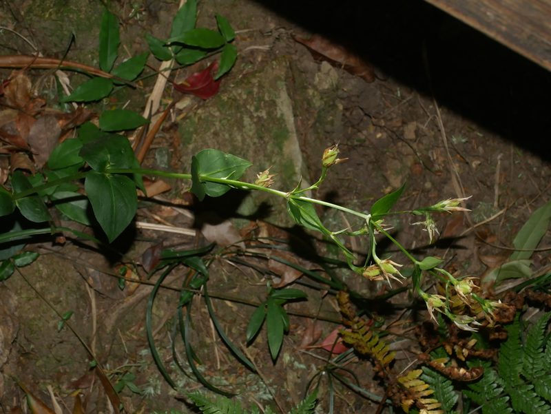 Swertia shintenensis, photographed by Jacy Chen