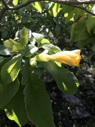 Tabernaemontana glabra, photographed by Rafael Cano