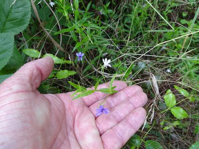 Monopsis stellarioides, photographed by Shaun Swanepoel