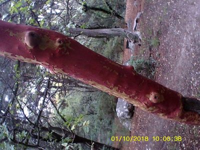 Arbutus andrachne, photographed by Михаил Орлов