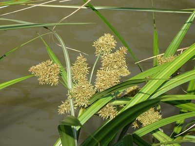 Cyperus dives, photographed by Shaun Swanepoel