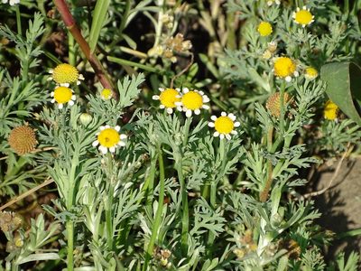 Cotula nigellifolia, photographed by Shaun Swanepoel