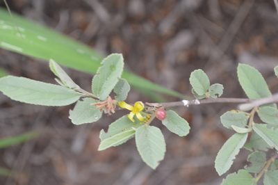 Grewia flava, photographed by Hildegard Klein