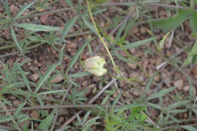 Merremia palmata, photographed by Hildegard Klein
