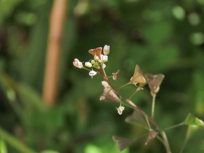 Capsella rubella, photographed by Emanuele Santarelli